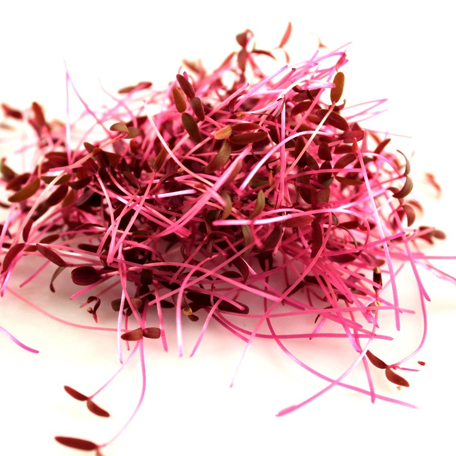 Amarant Red Amaranthus caudatus red 20 g